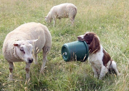 2、狗吃豬飼料有什么壞處？會發(fā)生什么？ 