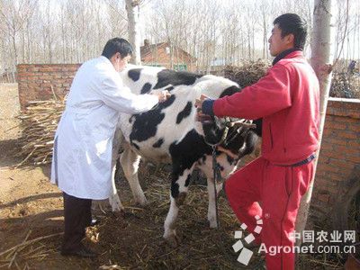 1、奶牛各階段飼料配方