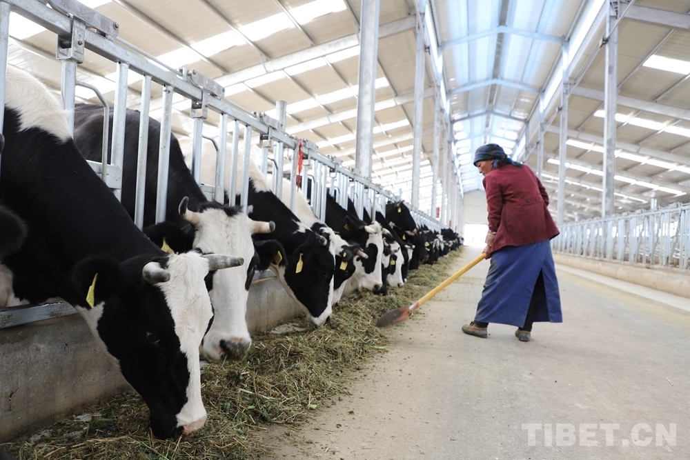 4、奶牛飼料品牌