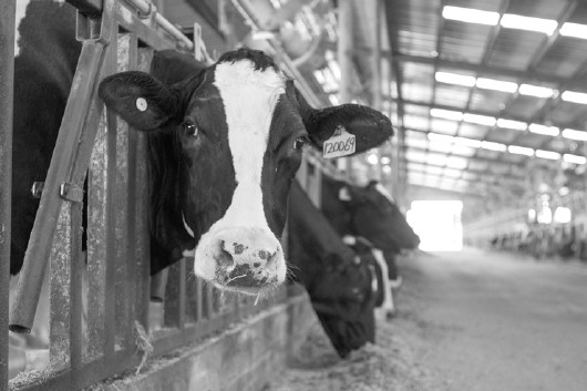 1、奶牛各階段飼料配方