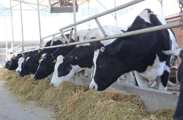 3．如何檢測奶牛飼料中的纖維